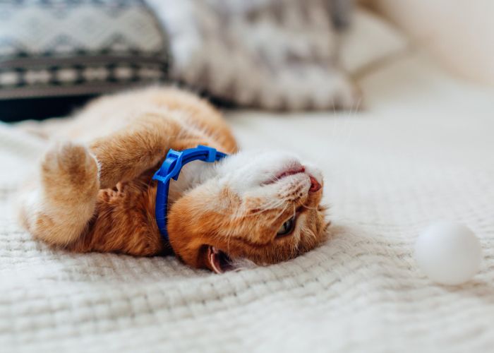 Orange cat with a blue collar lying on its back on a bed, playing with a white ball at The Arbors at Wolf Pen Creek apartments.